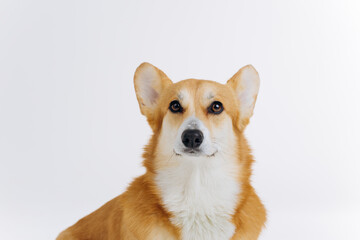 Adorable cute Welsh Corgi Pembroke sitting on white background and looking at camera. Most popular breed of Dog