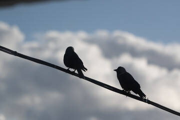 silhouettes of jackdaws on a wire against the background of clouds2