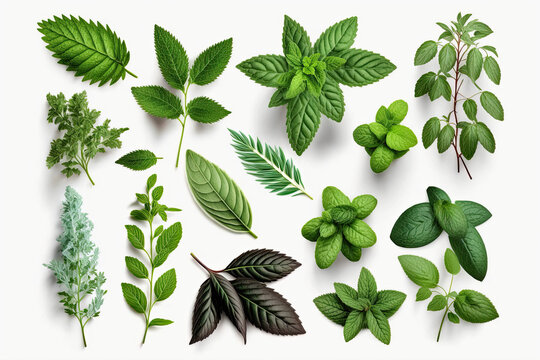  Fresh mint melissa thyme leaves,generative artificial intelligence