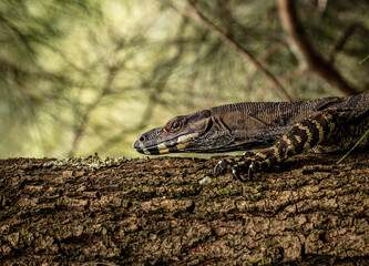 A Goanna in the Northern Beaches of Sydney, Australia, climbing a tree and then walking off into the distance