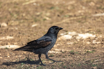 corbeau choucas posé sur le sol dans un parc