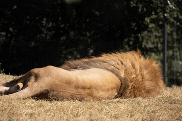lion de dos, allongé sur le sol