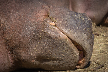 portrait d'un hippopotame en gros plan