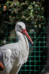 portait d'une cigogne blanche en gros plan