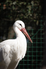 portait d'une cigogne blanche en gros plan