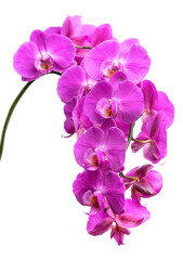 Fototapeta na wymiar A branch of a blooming lilac orchid. isolate on white background