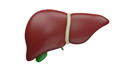 Human liver with green gallbladder in cartoon style isolated on transparent background. Anatomy concept. 3D render