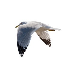 seagull in flight- transparent background