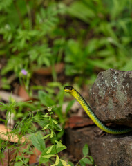 Beautiful Australian Green Tree Snake found amongst the grass and flowers in my backyard in North Narrabeen on the Northern Beaches of Sydney in Australia