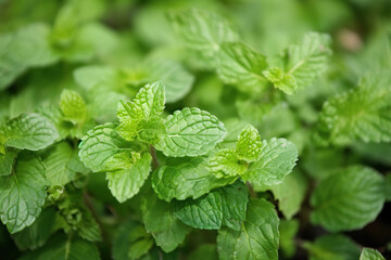 Mint pictures showcase the refreshing and vibrant green leaves of the popular herb. These images can range from close-up shots to full plants and are perfect for food, health content.