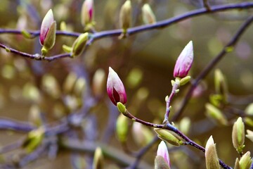 pink flowers