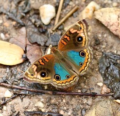 butterfly on a leaf