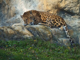 A jaguar relaxes on a rock during the day
