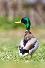 Mallard. Anas platyrhrynchos