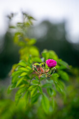 Beautiful flower, Macro