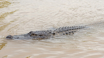 Fototapeta premium See you later, alligator 