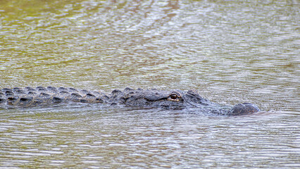 Fototapeta premium See you later, alligator 