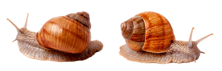 two live snail crawling on white background close-up macro