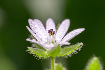 macro of a flower