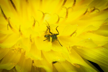 green beetle on a flower