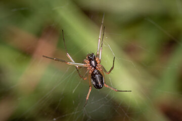 spider on a web