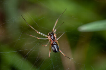 spider on a web