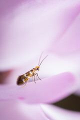 macro of a bug on a flower
