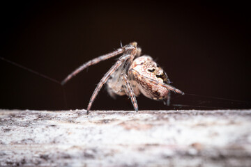 spider on a wooden surface