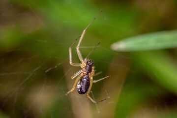 spider on a leaf