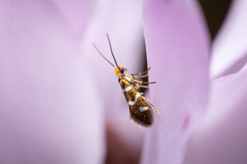 bug on a flower