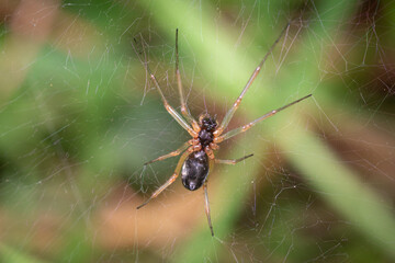 spider on a web