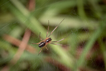 Spider