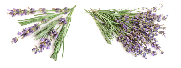 Twig of lavender with leaves isolated on a white background