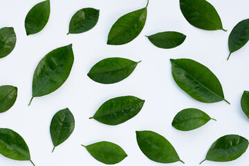 Citrus leaves on a white background. Top view