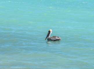 Pelican floating on the turquoise water of Southern Florida