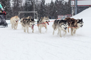 Sled dogs in a team with a musher run across the fresh winter crust.