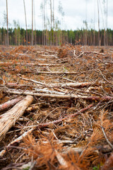 Deforestation. Logging, a lot of fallen tree trunks on the ground