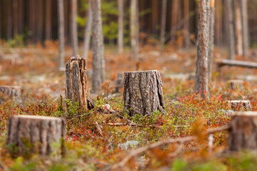 Deforestation. Stump and cut down forest on the background