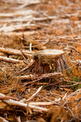 Stump on a forest clearing. Vertical photo from a forest harvest