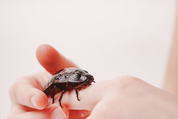 a large hissing Madagascar cockroach in children's hands