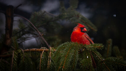 Beautiful cardinal
