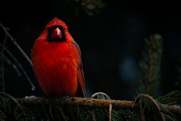 Beautiful cardinal