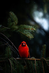 Beautiful cardinal