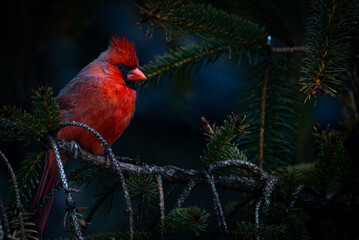 Beautiful cardinal