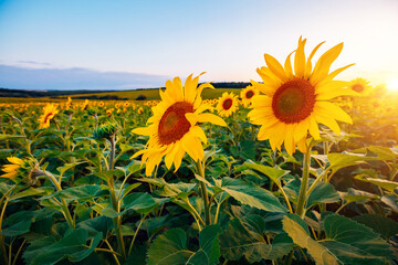 Obraz premium Idyllic scene with bright yellow sunflowers close up on a sunny day.