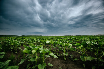 Fototapeta na wymiar Black ominous clouds in front of a hurricane over farmland.