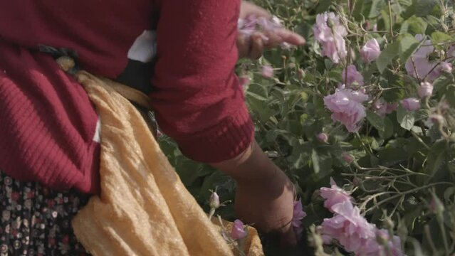 An agricultural worker is harvesting roses by hand in spring.