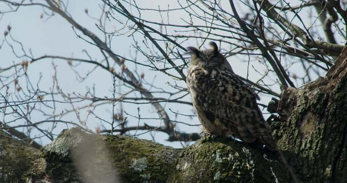 Flaco The New York City Eurasian Eagle-Owl Sleeping On A Branch On Windy Day In Central Park