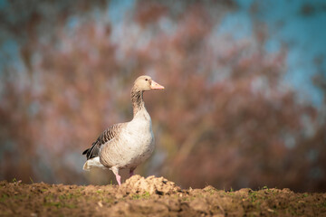 a close up of a greylag goose in spring