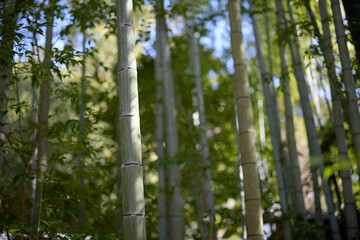 Fototapeta premium 竹林
